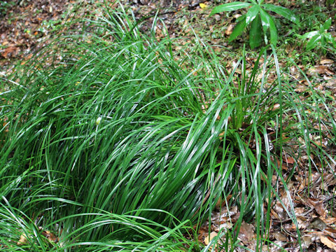 Carex morrowii