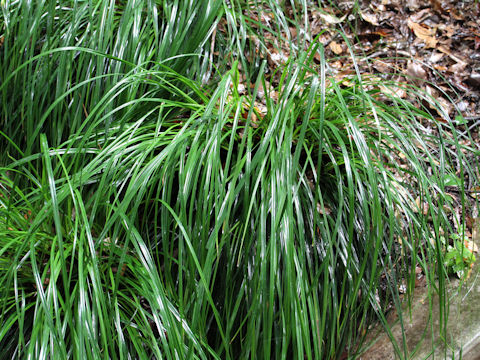 Carex morrowii