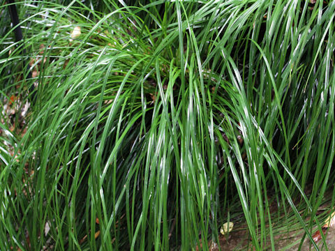 Carex morrowii