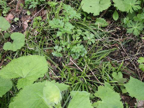 Carex morrowii