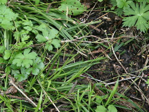 Carex morrowii