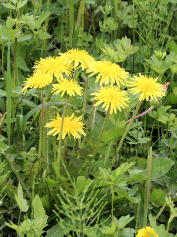 Taraxacum platycarpum