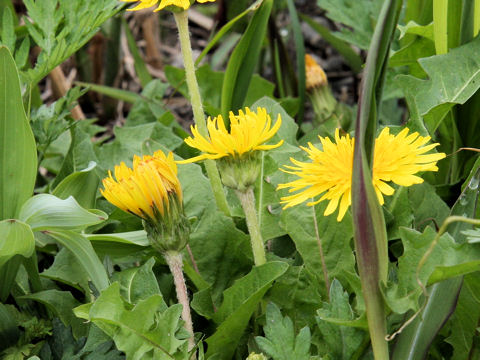 Taraxacum platycarpum