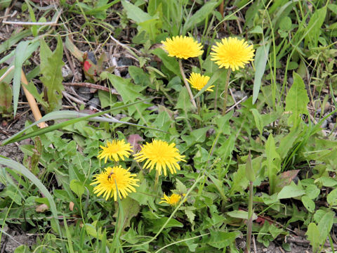 Taraxacum platycarpum