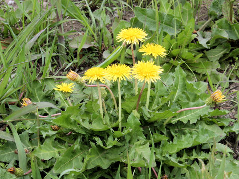 Taraxacum platycarpum