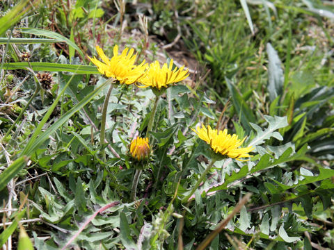 Taraxacum platycarpum