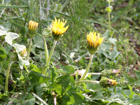 Taraxacum platycarpum