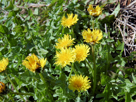 Taraxacum platycarpum