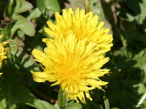 Taraxacum platycarpum