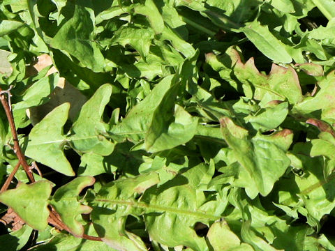 Taraxacum platycarpum