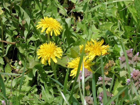 Taraxacum platycarpum