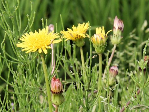 Taraxacum platycarpum