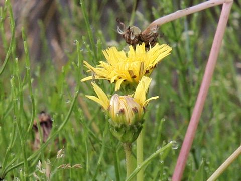 Taraxacum platycarpum