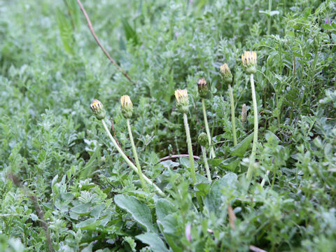 Taraxacum platycarpum