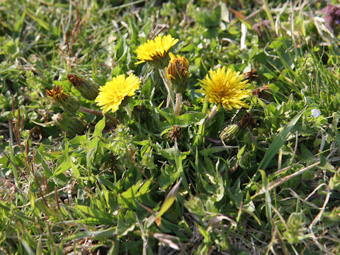 Taraxacum platycarpum