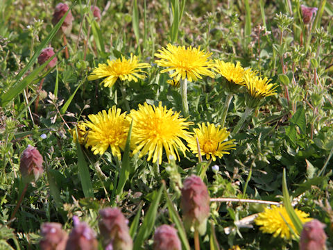 Taraxacum platycarpum