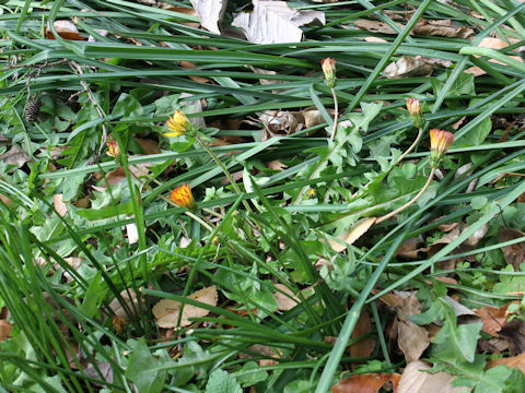 Taraxacum platycarpum