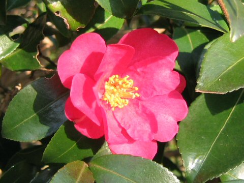 Camellia hiemalis