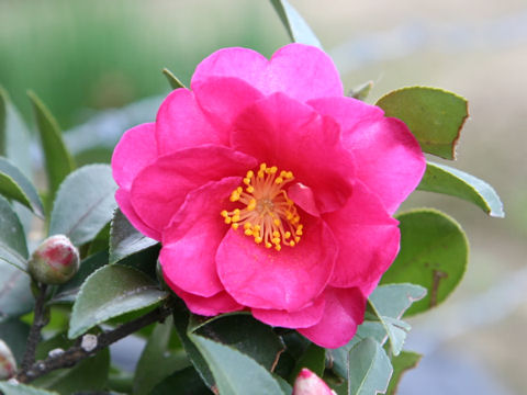 Camellia hiemalis