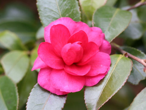 Camellia hiemalis