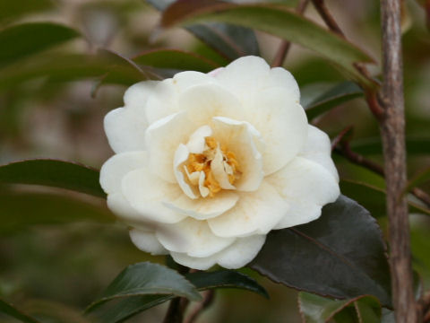 Camellia hiemalis