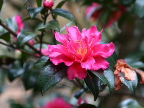 Camellia hiemalis