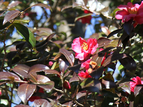 Camellia hiemalis