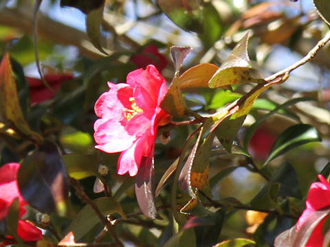 Camellia hiemalis