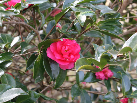 Camellia hiemalis