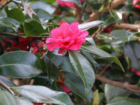 Camellia hiemalis