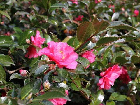 Camellia hiemalis