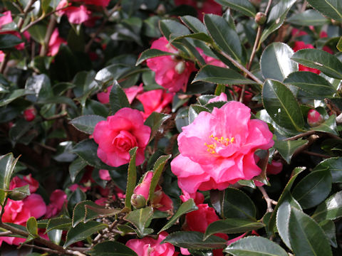 Camellia hiemalis