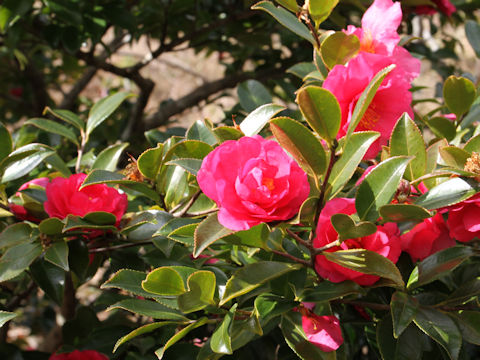 Camellia hiemalis