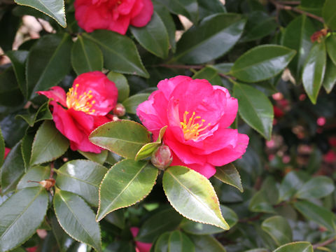 Camellia hiemalis