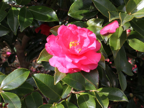 Camellia hiemalis