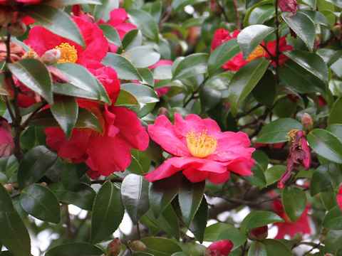 Camellia hiemalis