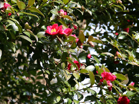 Camellia hiemalis