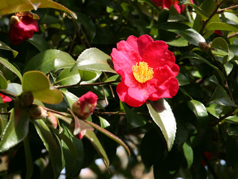 Camellia hiemalis