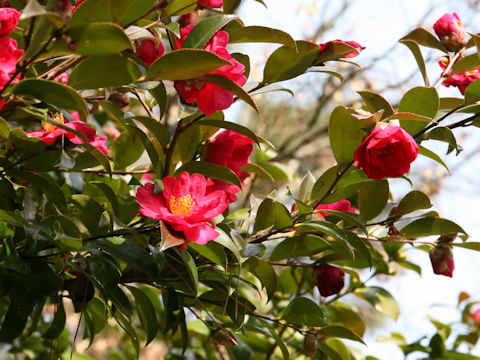 Camellia hiemalis