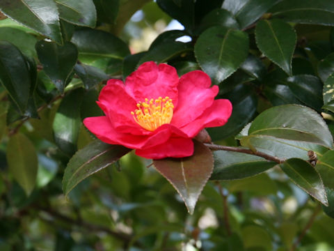 Camellia hiemalis