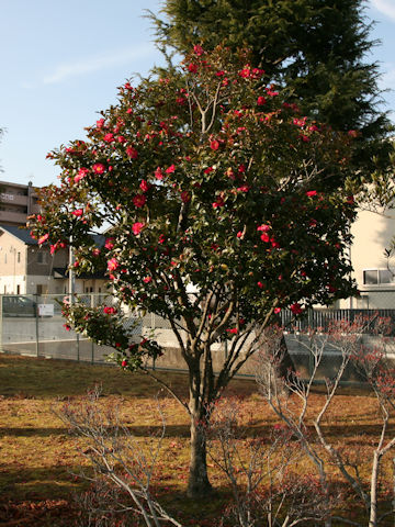 Camellia hiemalis