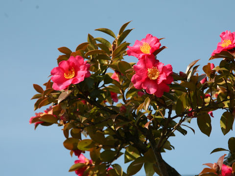 Camellia hiemalis