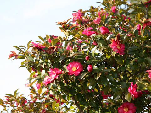 Camellia hiemalis