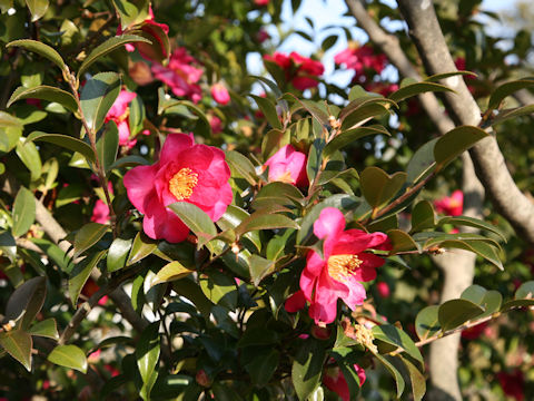 Camellia hiemalis