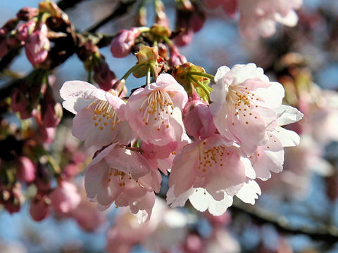 Prunus x kanzakura cv. Kanzakura