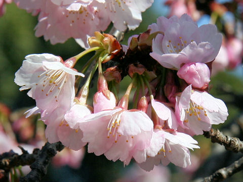 Prunus x kanzakura cv. Kanzakura