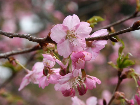 Prunus x kanzakura cv. Kanzakura