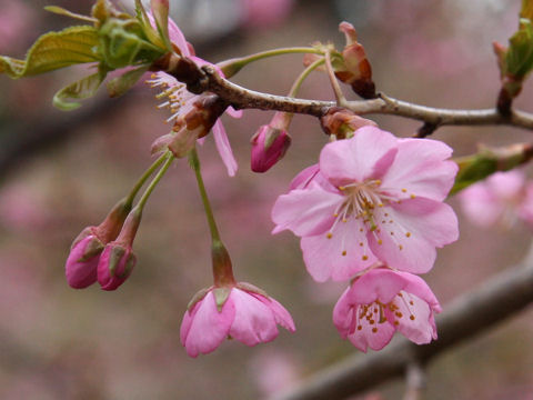 Prunus x kanzakura cv. Kanzakura