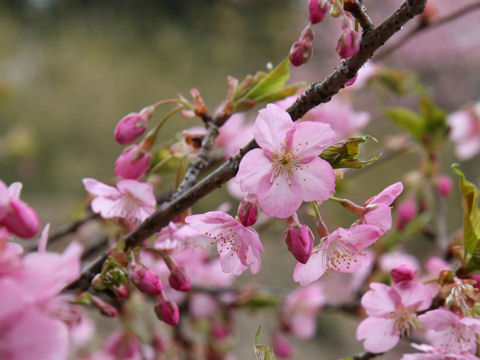 Prunus x kanzakura cv. Kanzakura