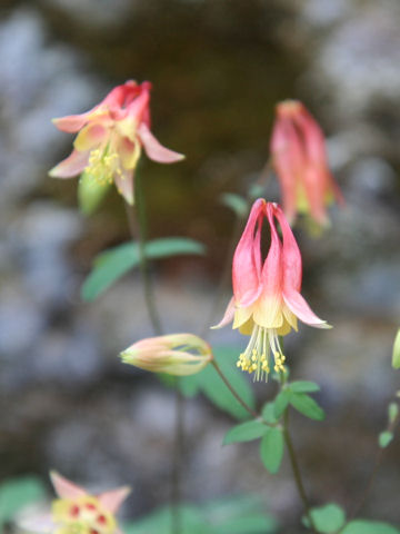 Aquilegia canadensis cv. Nana